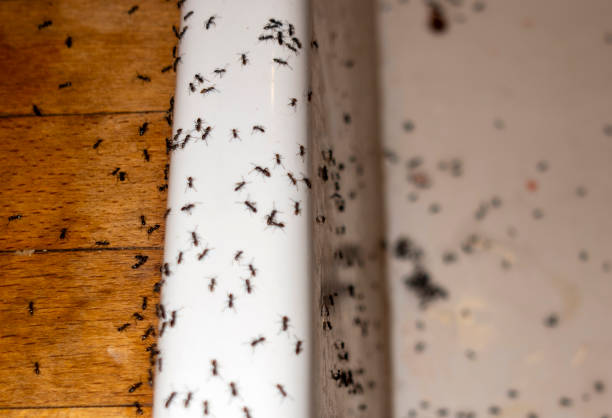 Best Best Pest Control Companies  in West Chester, PA